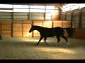 Bleu SCF Black 2006 KWPN Filly Free Jumping