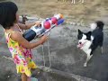 Border collie 20060828 She loves WaterGun!