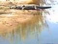 Crocodiles Open jaws basking in sun in Kruger national park Sabi river