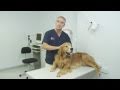 Osteoarthritis