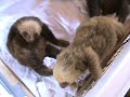 The Funniest Baby Sloth Video Ever!!! The Funniest Baby Sloth Video Ever!!!