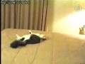 Cat Fail - animals, cat, face plant, fail, pets, painful, funny