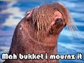 Bucket of Tears: The Quest of the Walrus Bucket of Tears: The Quest of the Walrus