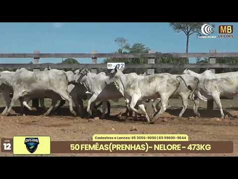1� LEIL�O EXPOJUINA - 2026