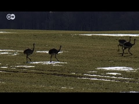 Nandus in Deutschland: Deutschland - ungebetene Gs ...