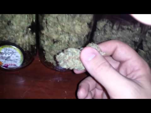 how to harvest dry and cure cannabis