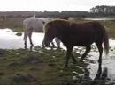 Iskra, ettårigt basjkirsto på Öland. Nov 2007