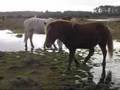 Iskra, ettårigt basjkirsto på Öland. Nov 2007