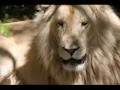 Help Save the BIG CATS
