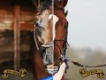 There Can Only Be One: Big Brown and Curlin