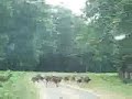 parambikulam deer