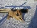 TANYA My Beloved PMD x GSD R.I.P
