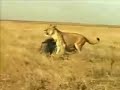 babi vs singa...kelaka jugak arr..