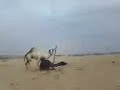 الفحل والة معاه فكينا رباطة وعلى طول طرحها