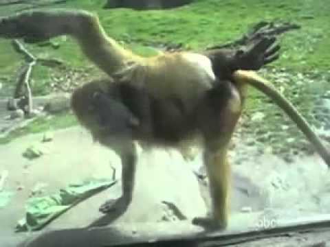 زب كس طيز