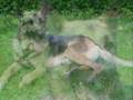 mes chiens