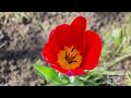 Видеообзор Tamron AF 18-270mm f/3.5-6.3 Di II VC PZD Nikon F
