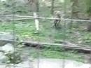Tiger Pouncing