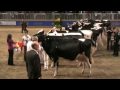 Canadian National Holstein Show - Sr. 3-Year-Olds