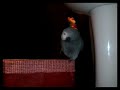 The owner of this spirited parrot says this was the first attempt at taping the bird singing the Redskins fight song. He says his goal is to get the whole song up before the Super Bowl. (YouTube - boozewoozy)