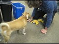 Puppy Fun at Work Puppy Fun at Work