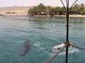 Eilat, Israel Dolphins