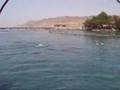 Eilat, Israel Dolphins