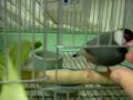 Java Finch P-chan in the Cage Java Finch P-chan in the Cage