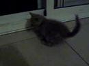 Lino3 en adopci�n -www.arcadenoe.org
