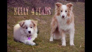 border collie v australian shepherd border collie vs australian shepherd oes appears citiestips com border collie v australian shepherd border collie vs australian shepherd oes appears citiestips com
