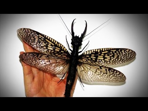 Horrifyingly Huge Bug Found in China!