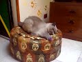 gniu exotic persian cat funny game esotico gatto micia gioca gniu exotic persian cat funny game esotico gatto micia gioca