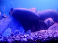 AFRICAN TANK