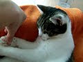 Sprotte beisst mich