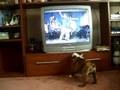 Sarge-Watching SNL with Will Forte & Michael Phelps