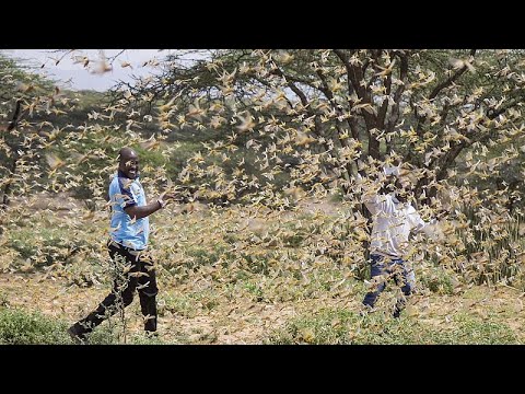 Ostafrika (Kenia): Riesige Heuschreckenplage - droht ei ...