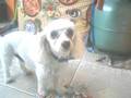 videos de Leopoldo the Puddle