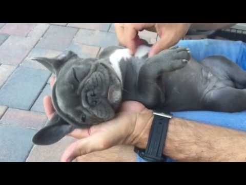 Mustang is really a spoiled pet