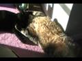 cuddle_friends.wmv