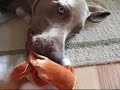 Bad Weimaraner, ep.1 w/Lukas
