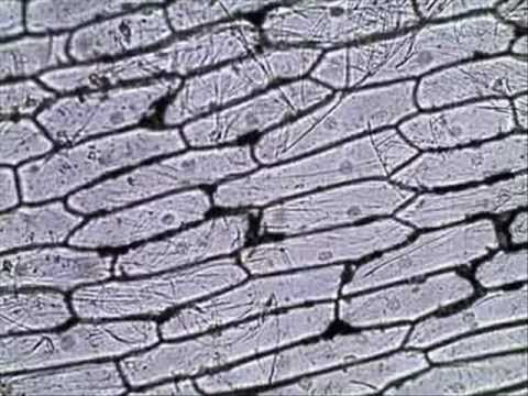how to collect skin cells