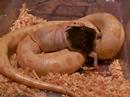 albino-burmese-tyson-1.html