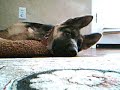 German Shepherd 19 weeks (sleepy)
