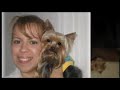 Lost Yorkie $700 Cash Reward . We will NEVER stop Looking for you Cookie!