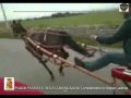 Reggio C. Corse clandestine di cavalli, sequestrati..