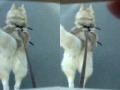 husky_dog_pulling-stereo.flv