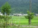 Model helicopter fertilizing the rice fields in Fukui