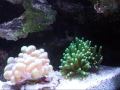 videos de Torch Coral, Bubble Coral, etc