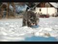 videos de Zulu Aimie und Pöni im Schnee