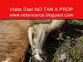 mort als parcs eòlics de navarra